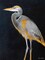 Elegant Heron II Poster Print by Lanie Loreth - Item # VARPDX9781M